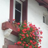DSCN1300 (Medium)